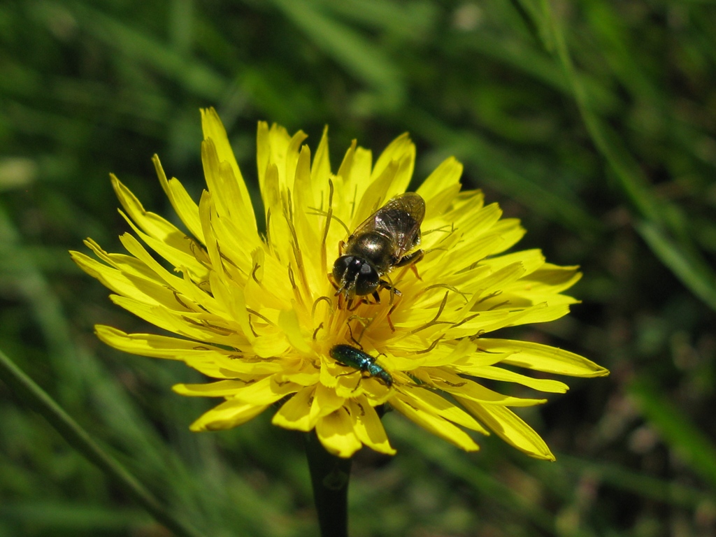 Stratiomyidae? No. Syrphidae: Merodon sp.